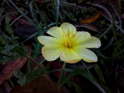 [One fully-opened yellow bloom viewed from the side so the length of the long yellow stamen is visible. There are many very tiny dewdrops across the four heart-shaped petals.]